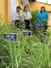 CĐCS TRƯỜNG THCS PHƯỚC NINH PHỐI HỢP VỚI BAN GIÁM HIỆU NHÀ TRƯỜNG XÂY DỰNG KẾ HOẠCH TỔ CHỨC MÔ HÌNH XANH –SẠCH –ĐẸP CHÀO MỪNG THÁNG CÔNG NHÂN NĂM 2025 VÀ AN TOÀN VỆ SINH LAO                     ĐỘNG NĂM 2025